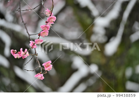 関東は突然の霙まじりの雪でも大喜び 関東は突然の霙まじりの雪でも大喜び 99438859