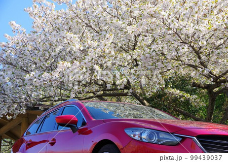 ドライブイメージ　桜 99439037