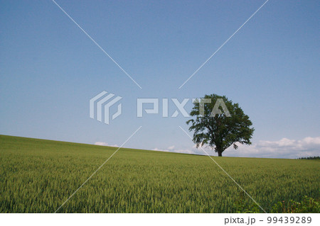 緑の麦畑と青空 緑の麦畑と青空 99439289