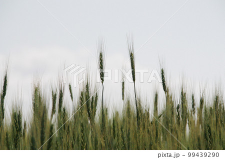 夏の緑の麦の穂 夏の緑の麦の穂 99439290