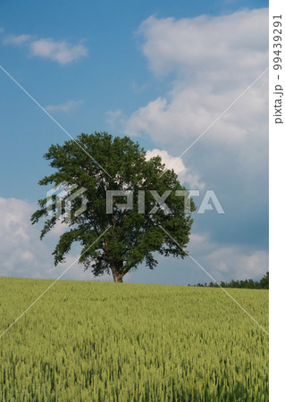 緑の麦畑と青空 緑の麦畑と青空 99439291