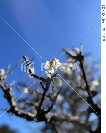 冬の空を仰ぐ梅の花 冬の空を仰ぐ梅の花 99439301