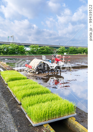 「埼玉県」見沼田んぼ 田植えの準備 「埼玉県」見沼田んぼ 田植えの準備 99439522