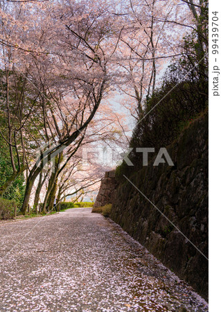大竹市の亀居城跡の桜 99439704