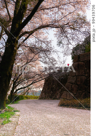 大竹市の亀居城跡の桜 99439706