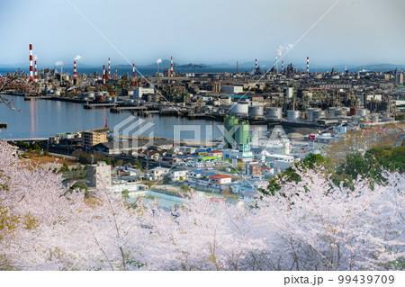 大竹市の亀居城跡の桜 大竹市の亀居城跡の桜 99439709