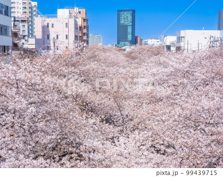3月東京・目黒区　中目黒駅ホームから見た目黒川の桜 99439715