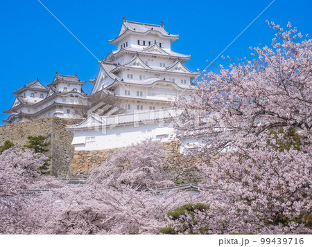 4月兵庫・姫路　姫路城連立式天守群と三の丸広場の桜 99439716