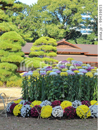 日本庭園の菊　皇居 99439855