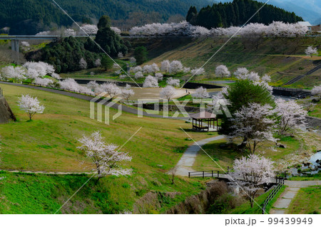 岩国市美和町にある弥栄ダム付近の桜 99439949