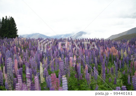 満開のルピナス畑 満開のルピナス畑 99440161
