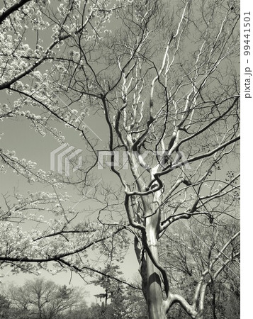 桜の花とべサルスベリ 桜の花とべサルスベリ 99441501