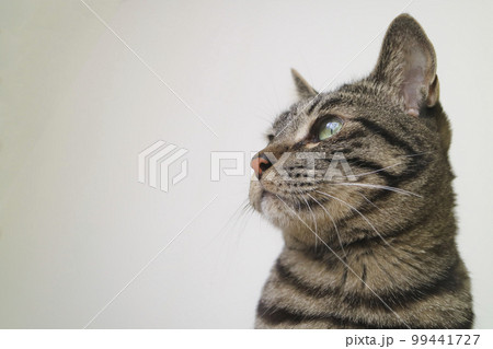 猫の顔、アップ 猫の顔、アップ 99441727