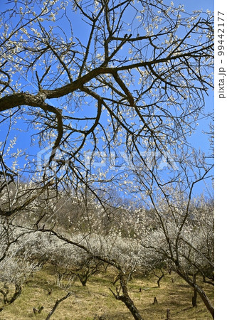 足利西渓園（梅園） 99442177