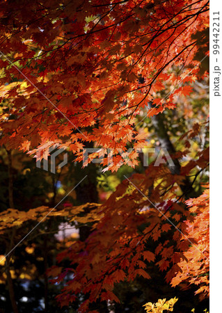 真っ赤な紅葉を見上げる 99442211