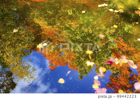 水面に映る鮮やかな紅葉 99442223