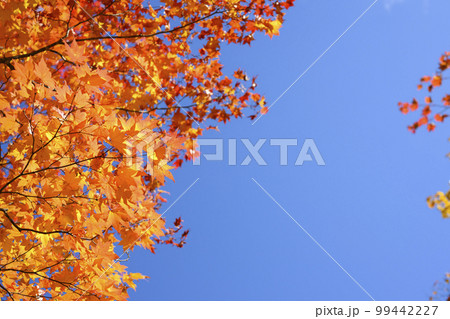 紅葉を見上げる（空バック） 99442227