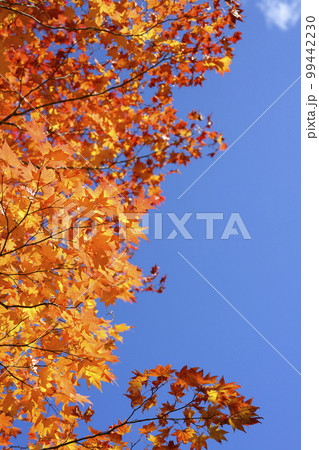 紅葉を見上げる(空バック) 紅葉を見上げる(空バック) 99442230