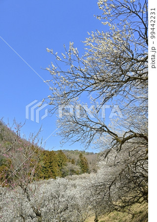 足利西渓園(梅園) 足利西渓園(梅園) 99442231