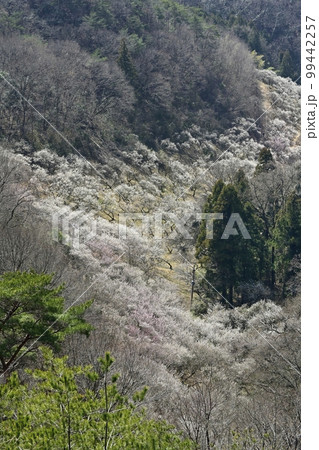 両崖山ハイキングコースから見下ろす足利西渓園(梅園) 両崖山ハイキングコースから見下ろす足利西渓園(梅園) 99442257