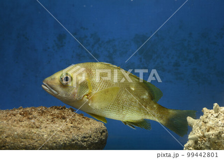 フエダイ ヒメフエダイ 若魚 魚 フエダイ ヒメフエダイ 若魚 魚 99442801