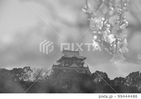 大阪城と梅 白黒写真 大阪城と梅 白黒写真 99444486