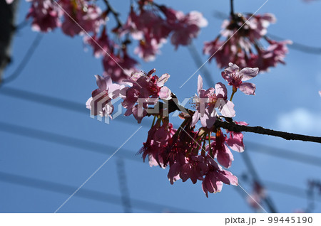 台湾 桜 さくら 99445190