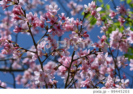 台湾 桜 さくら 99445203