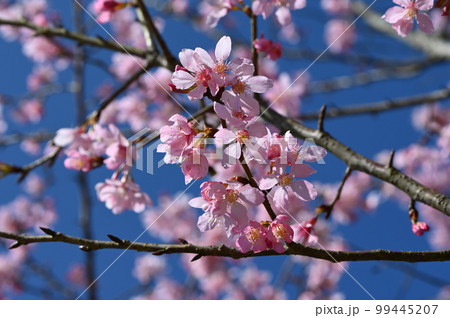 台湾 桜 さくら 99445207