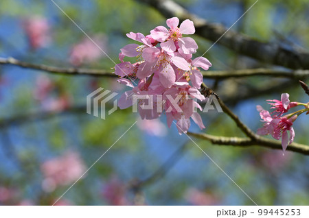 台湾 桜 さくら 99445253
