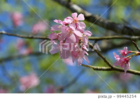 台湾 桜 さくら 99445254