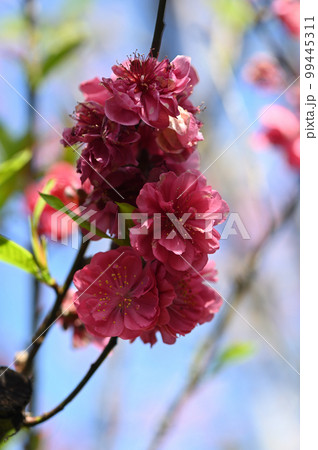 台湾 桜 さくら 99445311