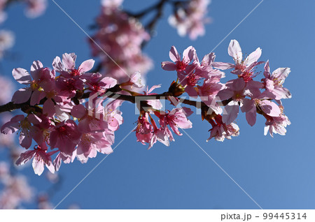 台湾 桜 さくら 99445314