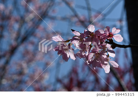 台湾 桜 さくら 99445315