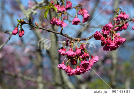 台湾 桜 さくら 99445382