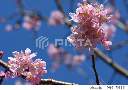 台湾 桜 さくら 99445416