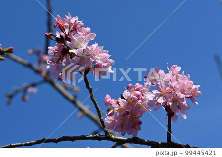 台湾 桜 さくら 99445421