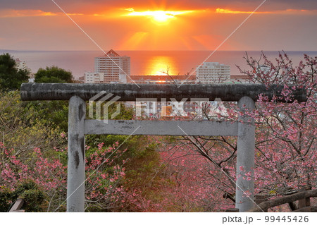 沖縄県名護市　名護城公園内名護神社の鳥居を彩る琉球寒緋桜と名護湾を照らす夕陽の道と天使のはしご 99445426