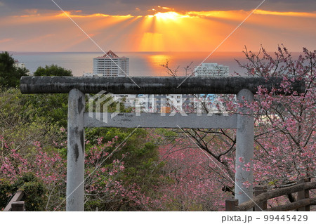 沖縄県名護市　名護城公園内名護神社の鳥居を彩る琉球寒緋桜と名護湾を照らす夕陽の道と天使のはしご 99445429