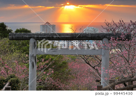 沖縄県名護市　名護城公園内名護神社の鳥居を彩る琉球寒緋桜と名護湾を照らす夕陽の道と天使のはしご 99445430
