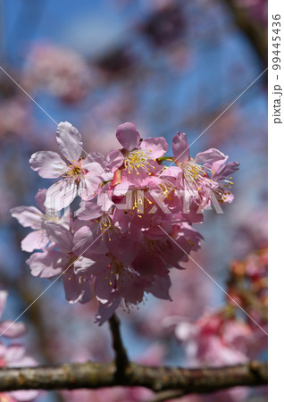 台湾 桜 さくら 99445436
