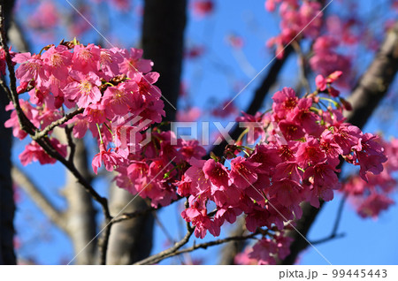台湾 桜 さくら 99445443
