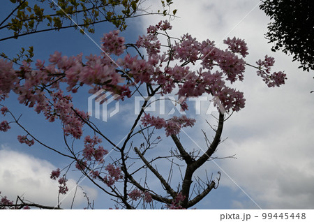 台湾 桜 さくら 99445448