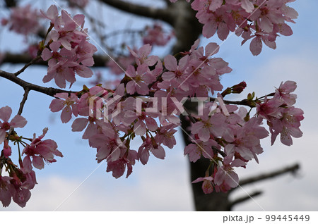 台湾 桜 さくら 99445449