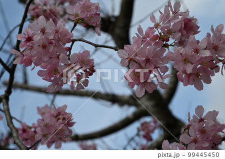 台湾 桜 さくら 99445450