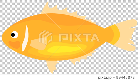 Hanabira Anemone fish Hanabira Anemone fish 99445878