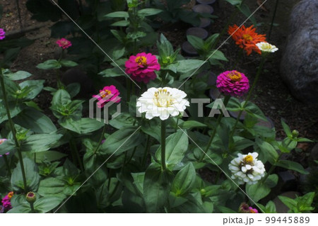 庭の花壇に咲いた白い花の百日草 99445889