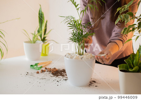 hands plant a plant in a new pot. Home gardening and care. Using expanded clay for transplanting plant. Hands holding expanded clay. Preparation for transplanting or repotting room plant. hands plant a plant in a new pot. Home gardening and care. Using expanded clay for transplanting plant. Hands holding expanded clay. Preparation for transplanting or repotting room plant. 99446009