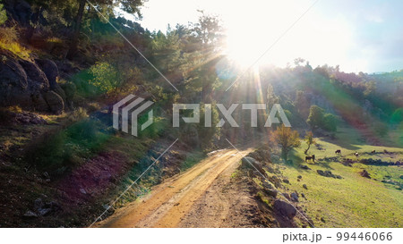 Sunlit rural road in mountain landscape. Top view of domestic animals on pasture. Picturesque countryside view. Sunlit rural road in mountain landscape. Top view of domestic animals on pasture. Picturesque countryside view. 99446066