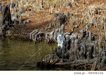 サギ科アオサギ属アオサギの狩 99446326
